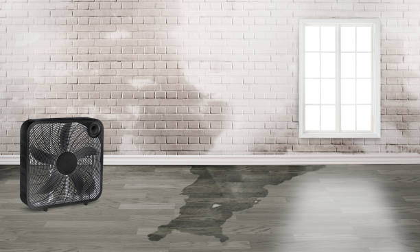 Best Professional water damage repair  in Grissom Af, IN